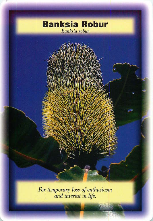 IRAMA Banksia Robur