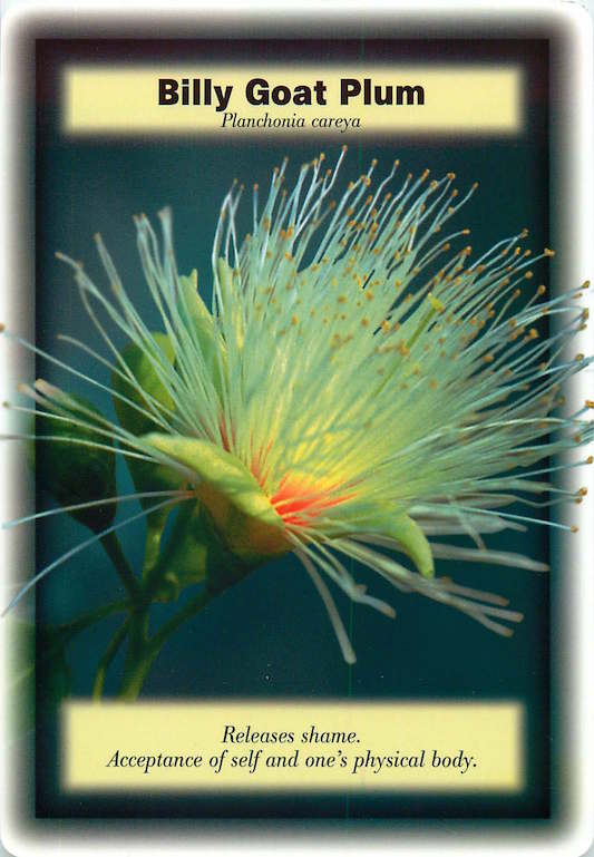 IRAMA Billy Goat Plum