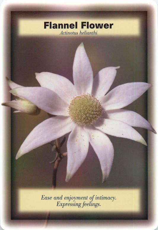 IRAMA Flannel Flower Essence