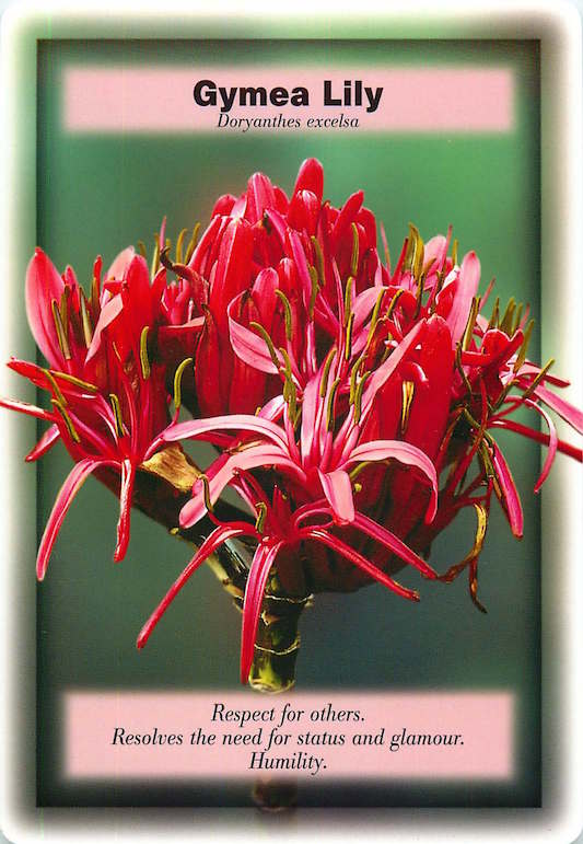 IRAMA Gymea Lily
