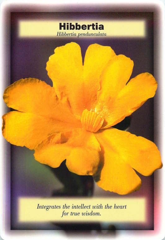 IRAMA Hibbertia
