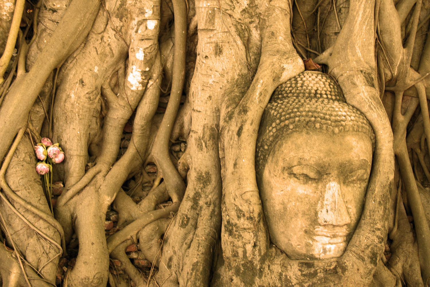 The Roots Of Meditation Slide