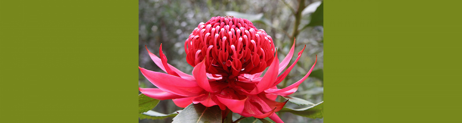 Australian Bush Flower Essences